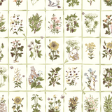 Botanical illustration grid of vintage medicinal and wild plants with detailed hand-drawn sketches